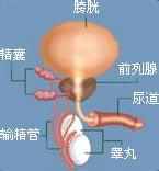 邢台广慈——男性膀胱炎的症状表现有哪些?