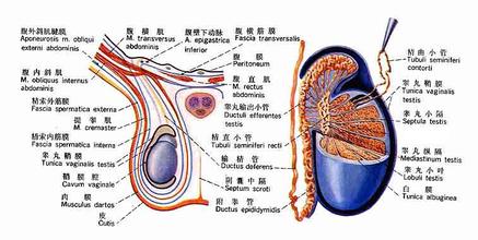 附睾头囊肿到底怎么回事?